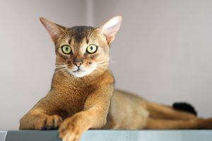 Best Cat Insurance in Sydney