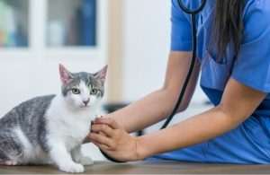 Best Dog Insurance in Sydney