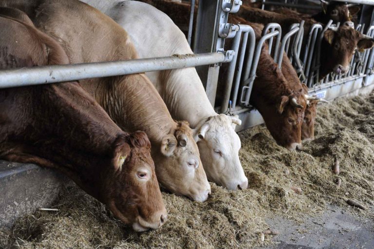 Understanding Dairy Cow Microbial Vitamins: Enhancing Dairy Production and Health