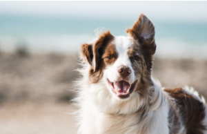 Dog Boarding